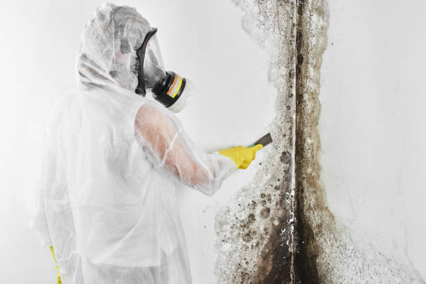 Best Mold Testing  in Doylestown, OH