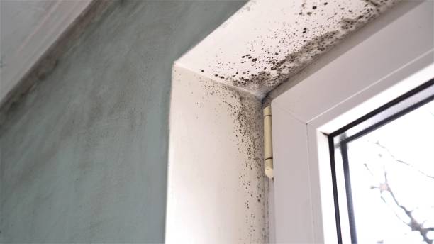 Best Mold Remediation  in Doylestown, OH