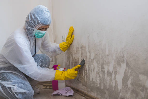 Trusted Doylestown, OH Mold Removal Experts