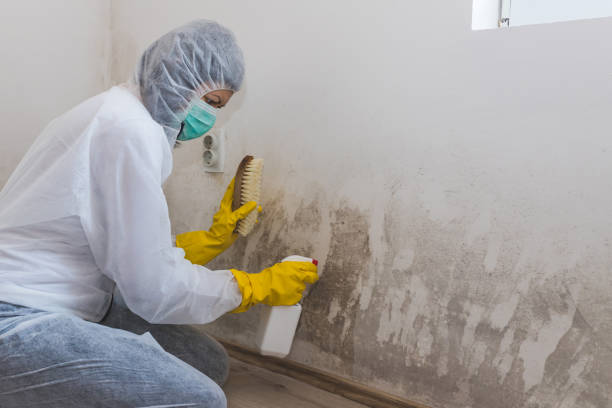 Best Mold Testing  in Doylestown, OH