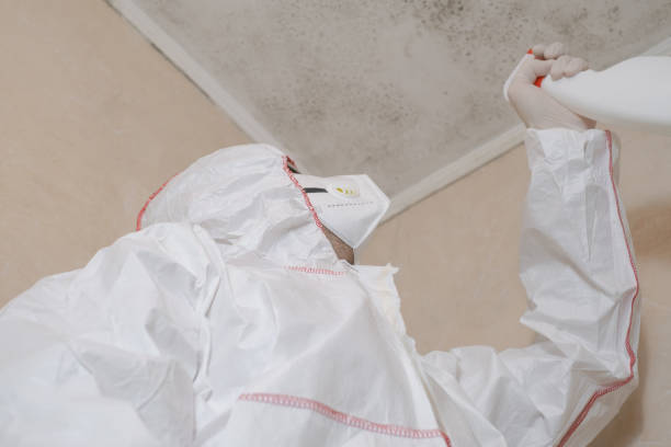Certified Mold Removal in Doylestown, OH