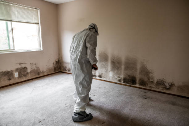 Attic Mold Removal in Doylestown, OH