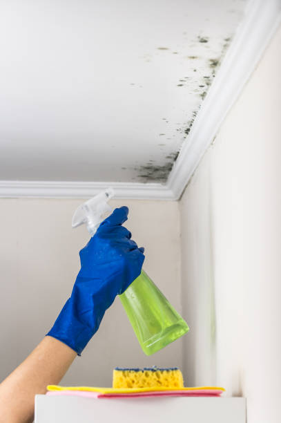 Best Residential Mold Removal  in Doylestown, OH