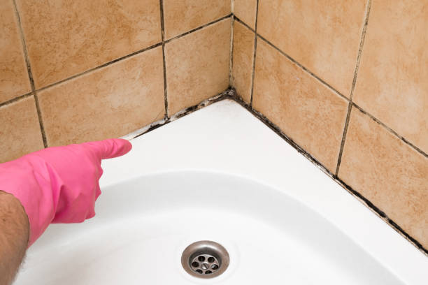 Best Commercial Mold Removal  in Doylestown, OH
